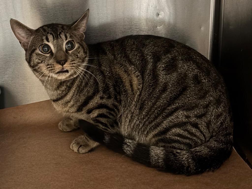 Odie, Adoptable, Young Male Domestic Short Hair.