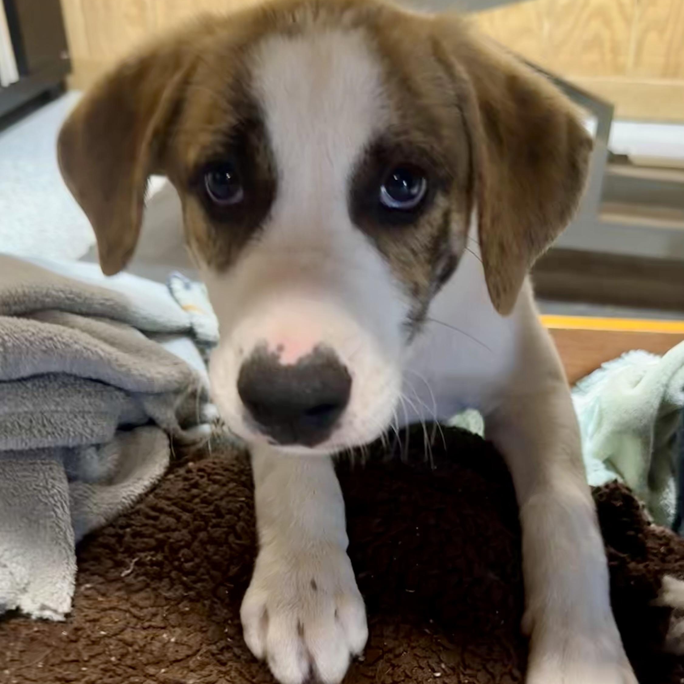 Rascal, a ADOPTABLE mixed breed in Pacific, MO image 1/5