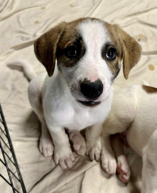 Rascal, a ADOPTABLE mixed breed in Pacific, MO image 2/5
