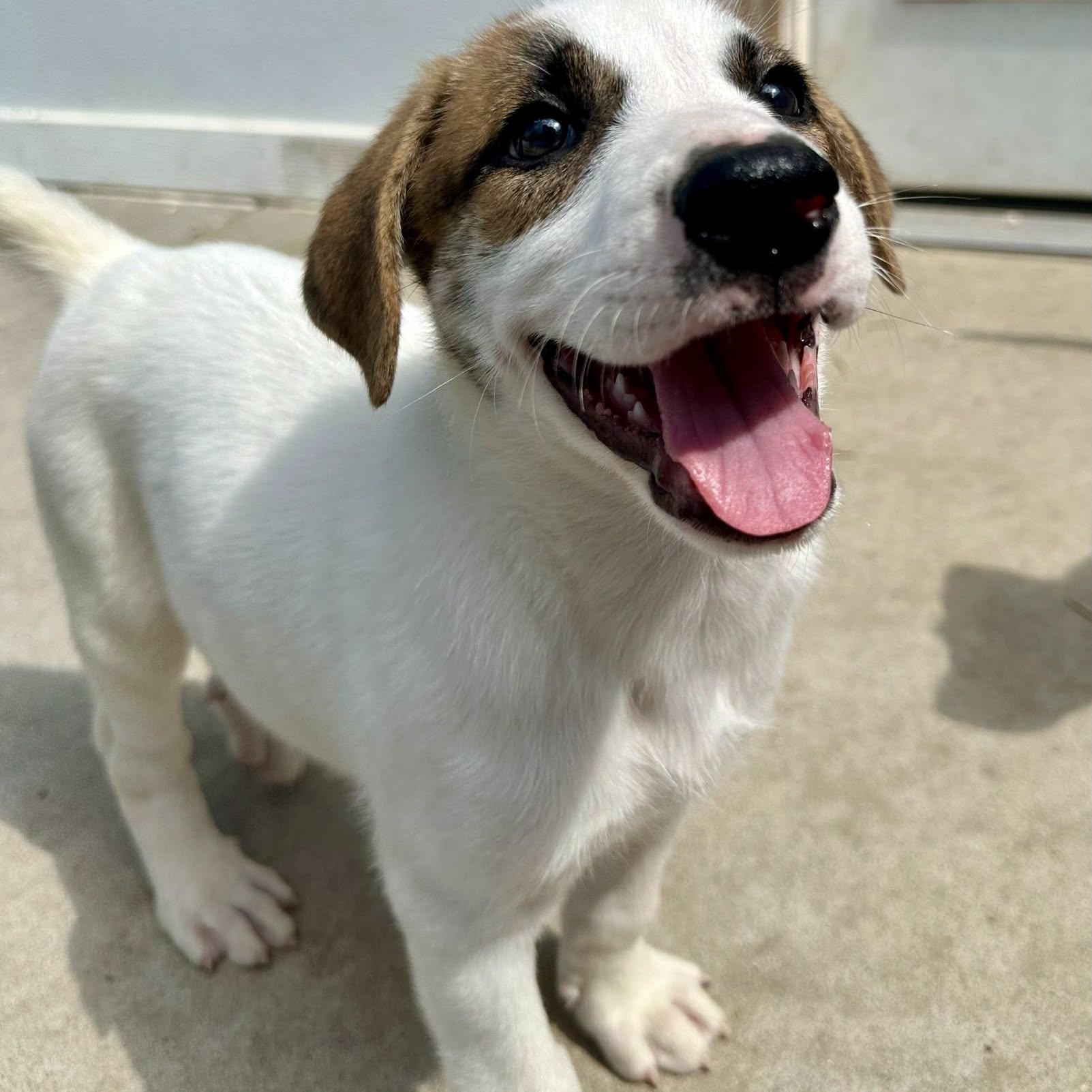 Rascal, ADOPTABLE, Puppy Male Coonhound.