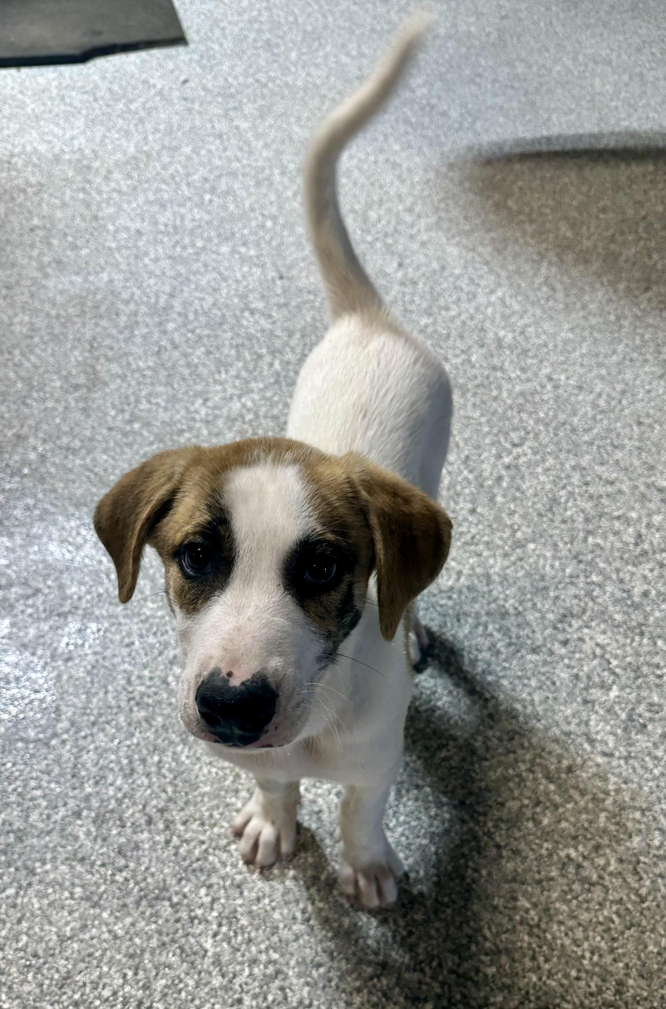 Rascal, a ADOPTABLE mixed breed in Pacific, MO image 5/5