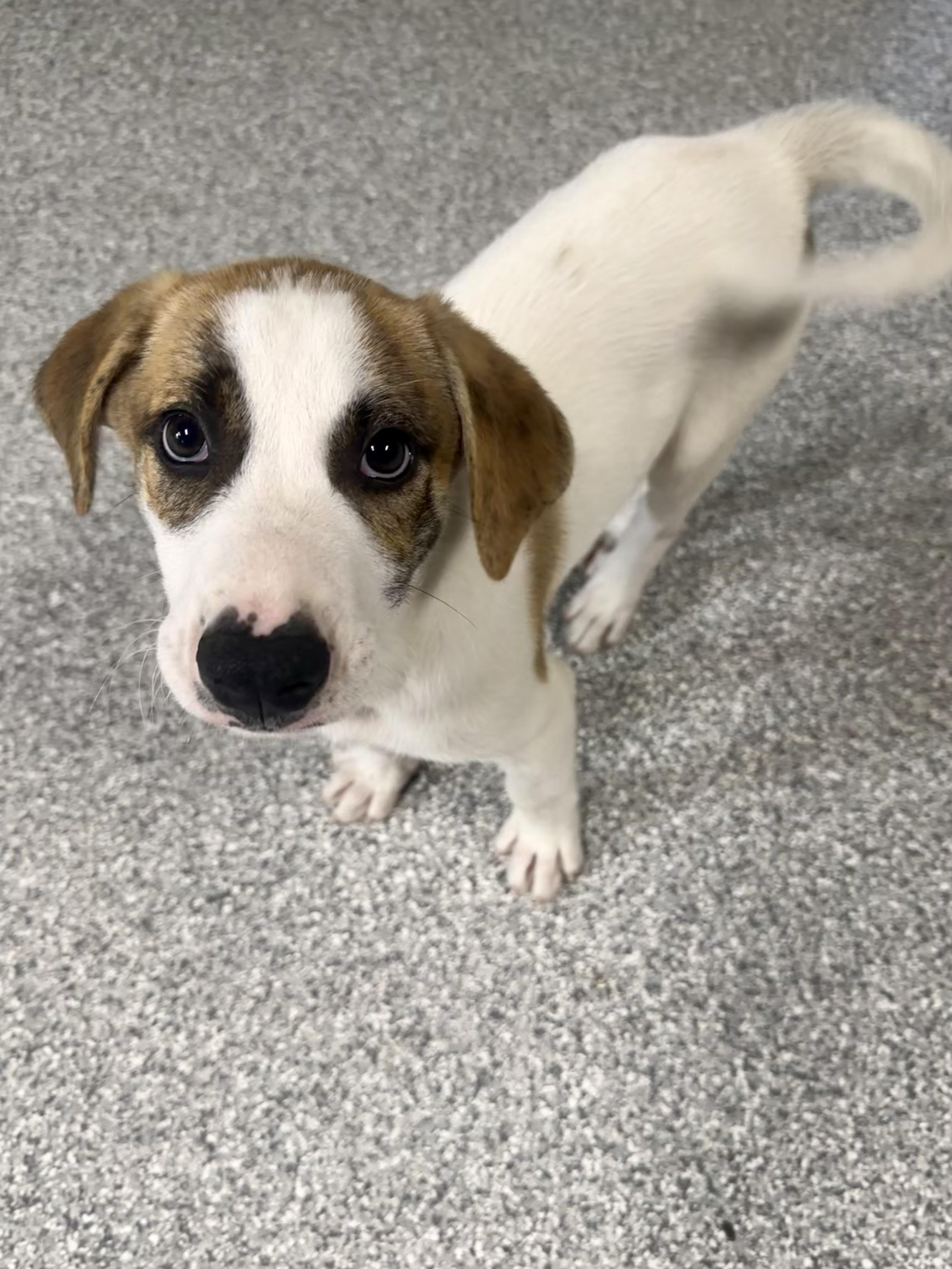 Rascal, a ADOPTABLE mixed breed in Pacific, MO image 4/5