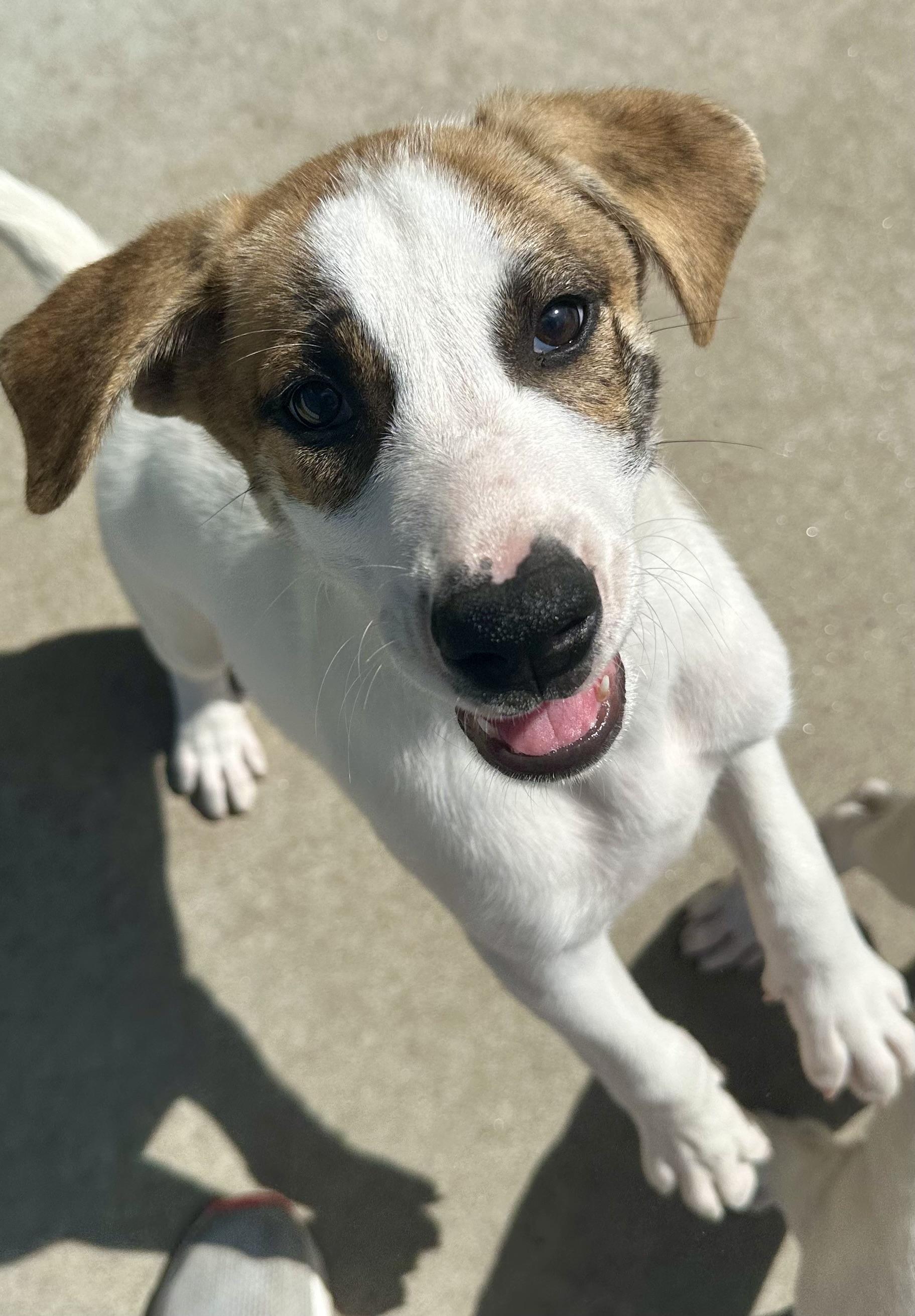 Rascal, a ADOPTABLE mixed breed in Pacific, MO image 3/5