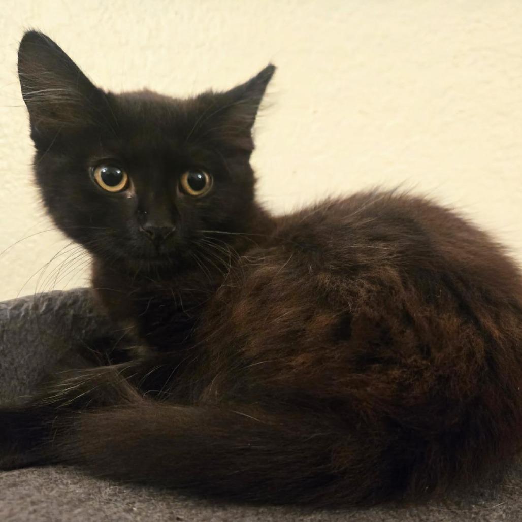 Bean, Adoptable, Kitten Female Domestic Short Hair.