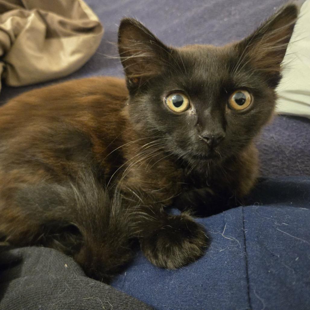 Enlarge Bean, a Adoptable Domestic Short Hair in Titusville, FL image 2/2