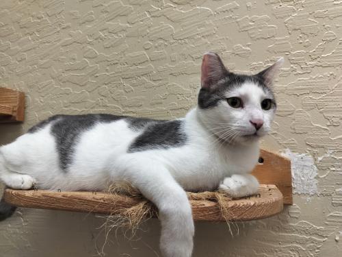 Patches — thumbnail 4