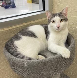 Patches — thumbnail 5