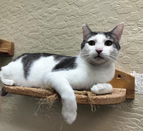 Patches — thumbnail 6