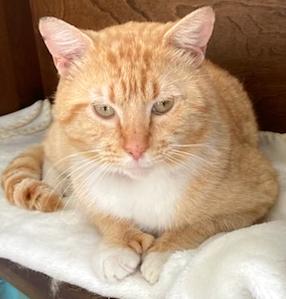 Enlarge Rocky - superlove and more!, a ADOPTABLE Domestic Short Hair in Durham, CT image 3/4