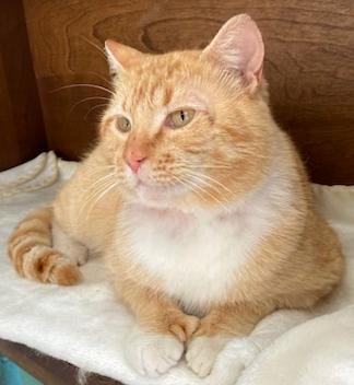 Enlarge Rocky - superlove and more!, a ADOPTABLE Domestic Short Hair in Durham, CT image 4/4