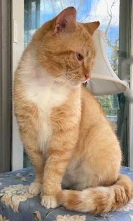 Enlarge Rocky - superlove and more!, a ADOPTABLE Domestic Short Hair in Durham, CT image 2/4