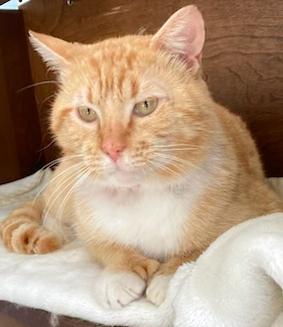 Rocky - superlove and more!, ADOPTABLE, Adult Male Domestic Short Hair.