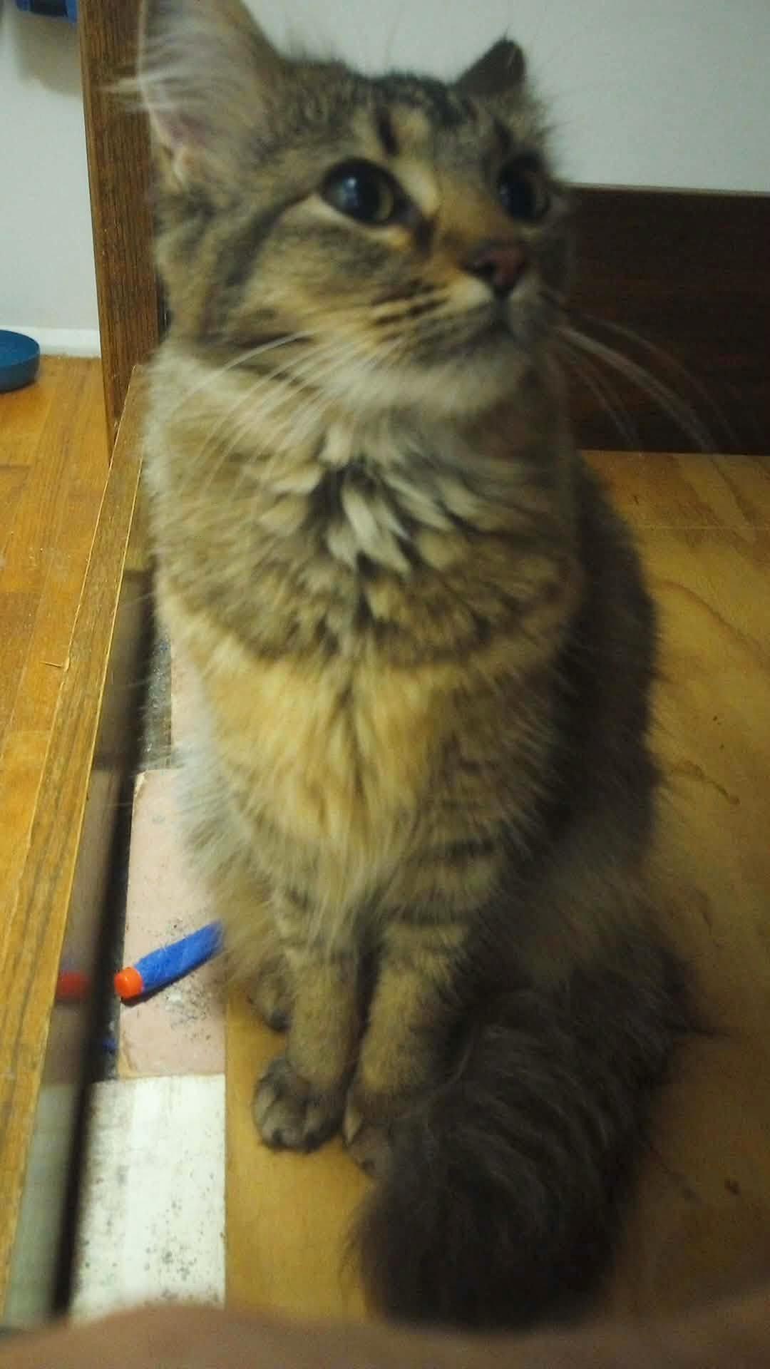 Winnie, adopted, Kitten Female Domestic Medium Hair & Maine Coon.