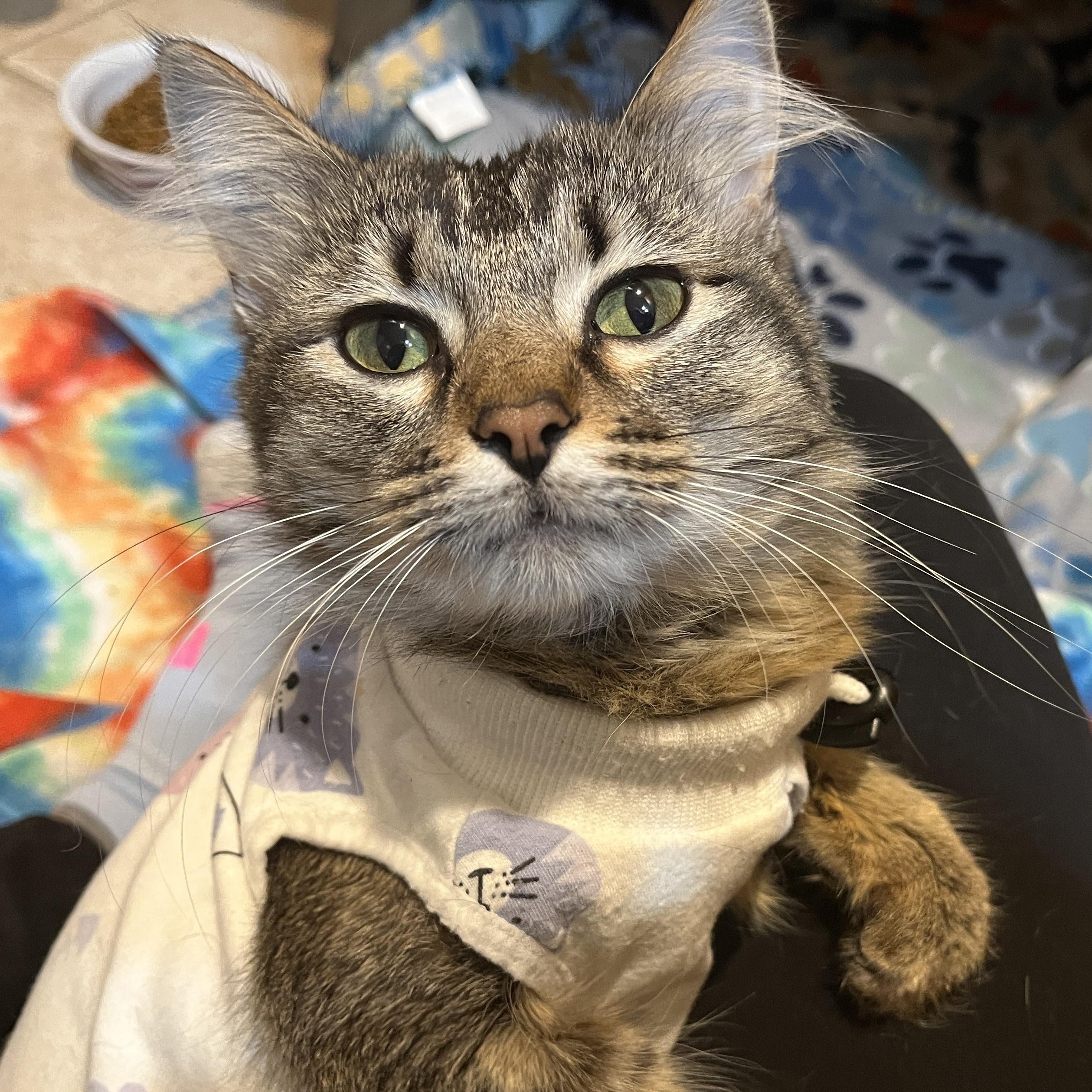 Winnie, an adopted mixed breed in OVERLAND PARK, KS image 2/3