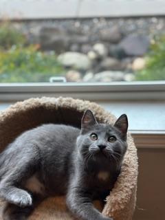 Enlarge Wiggles, a Adoptable Domestic Short Hair in Gardnerville, NV image 2/2