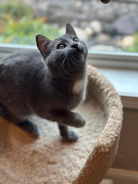 Wiggles, Adoptable, Kitten Female Domestic Short Hair.