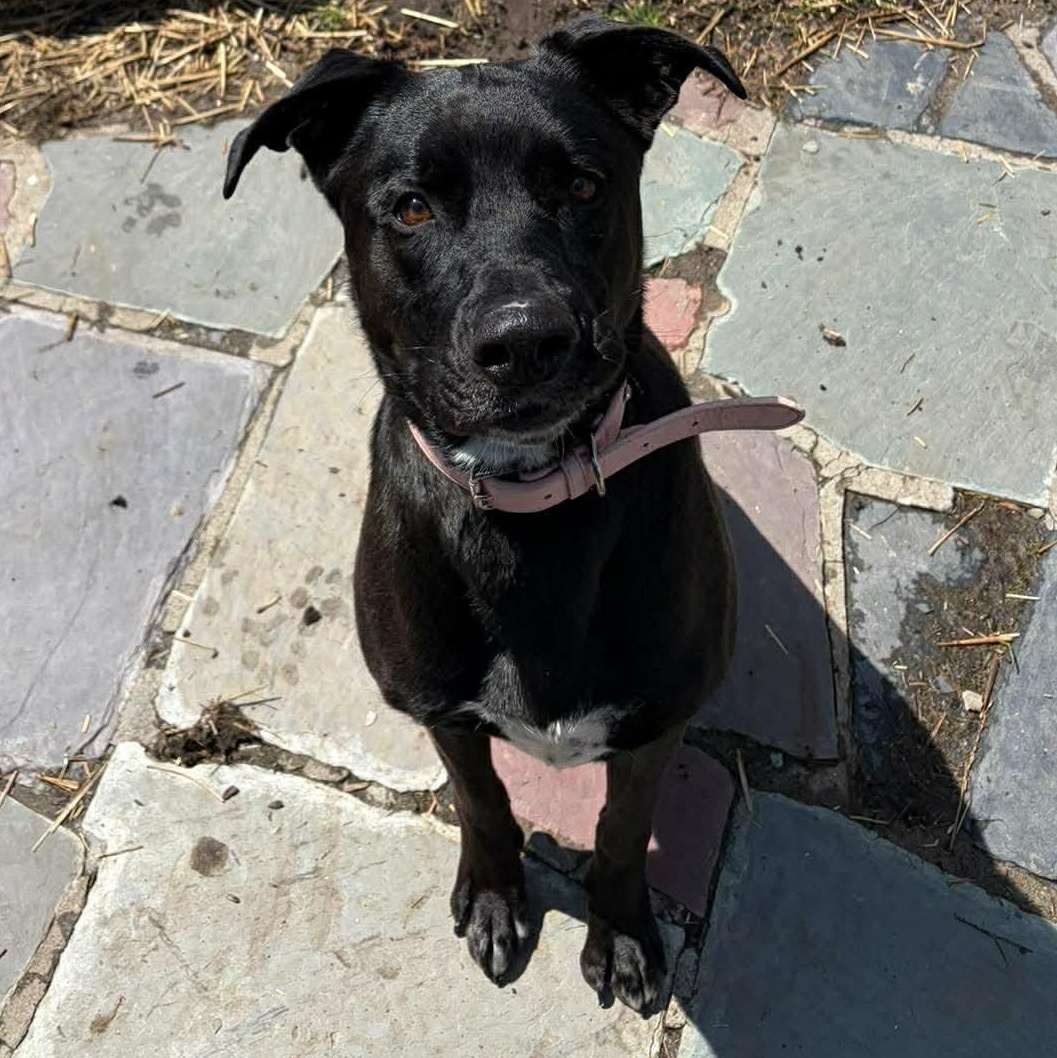 Enlarge Piper, a ADOPTABLE mixed breed in Rochester, NY image 2/5
