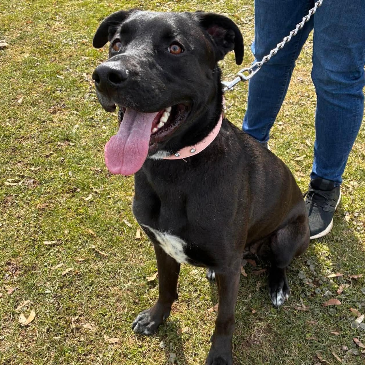 Enlarge Piper, a ADOPTABLE mixed breed in Rochester, NY image 5/5
