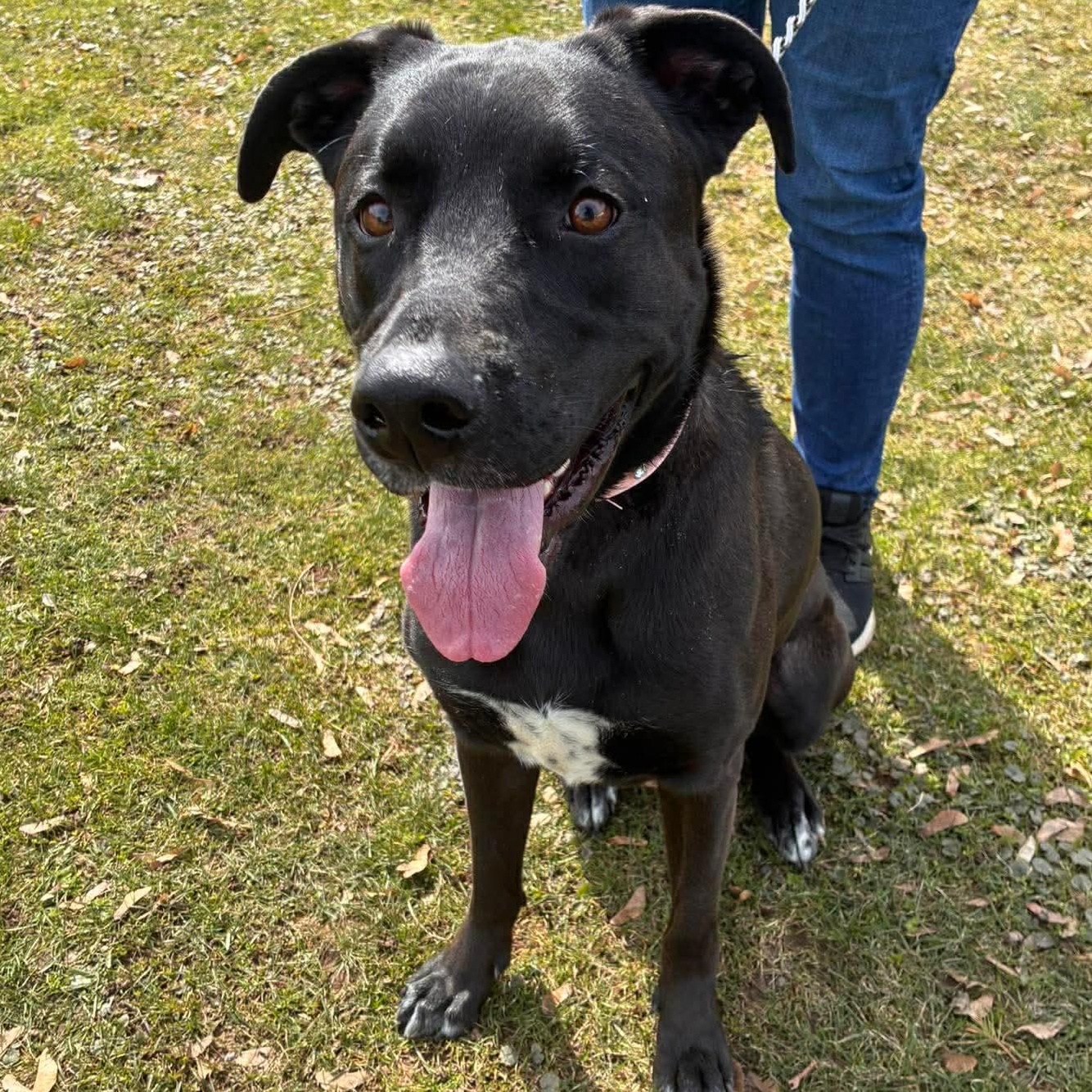 Piper, ADOPTABLE, Young Female Black Labrador Retriever & Shepherd.