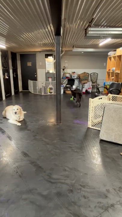 Enlarge Piper, a ADOPTABLE mixed breed in Rochester, NY video 3/5