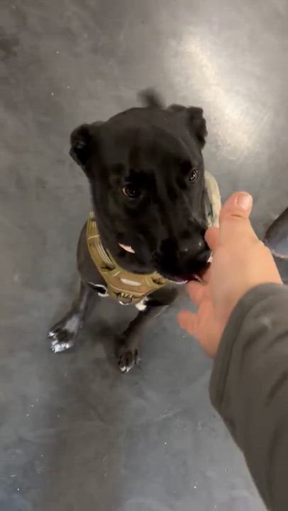 Enlarge Piper, a ADOPTABLE mixed breed in Rochester, NY video 4/5