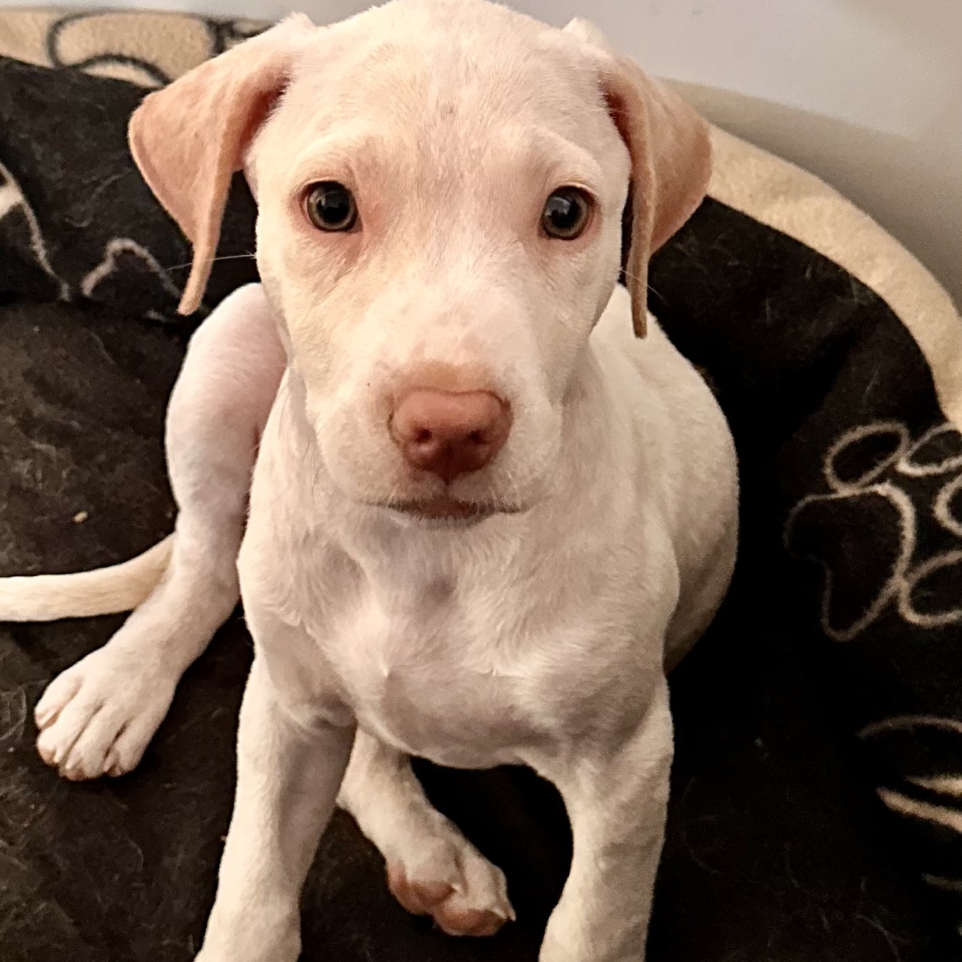 Hope, a Adopted mixed breed in Copiague, NY image 5/6