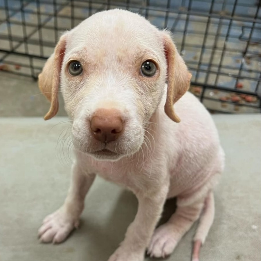 Hope, a Adopted mixed breed in Copiague, NY image 1/6