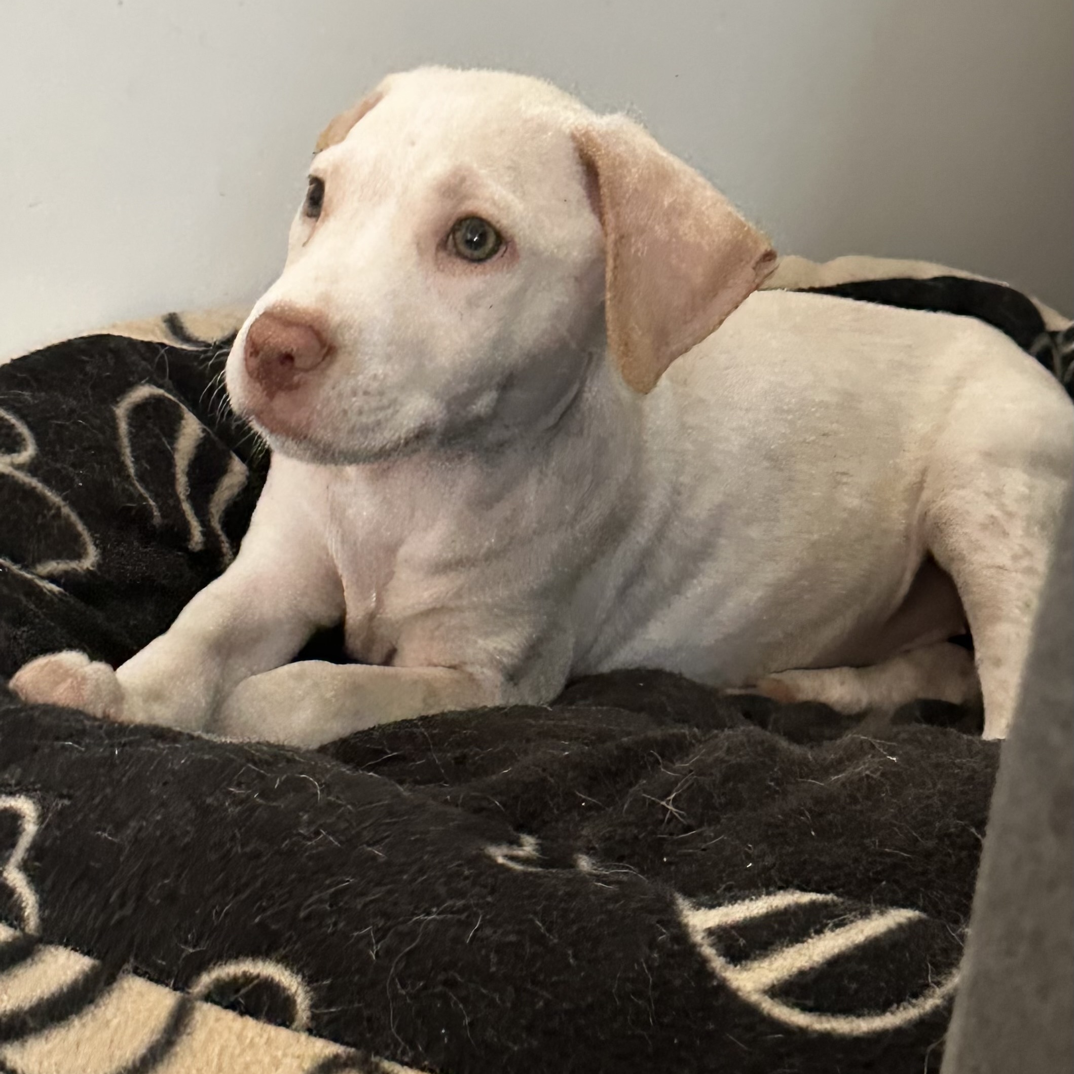 Hope, a Adopted mixed breed in Copiague, NY image 6/6