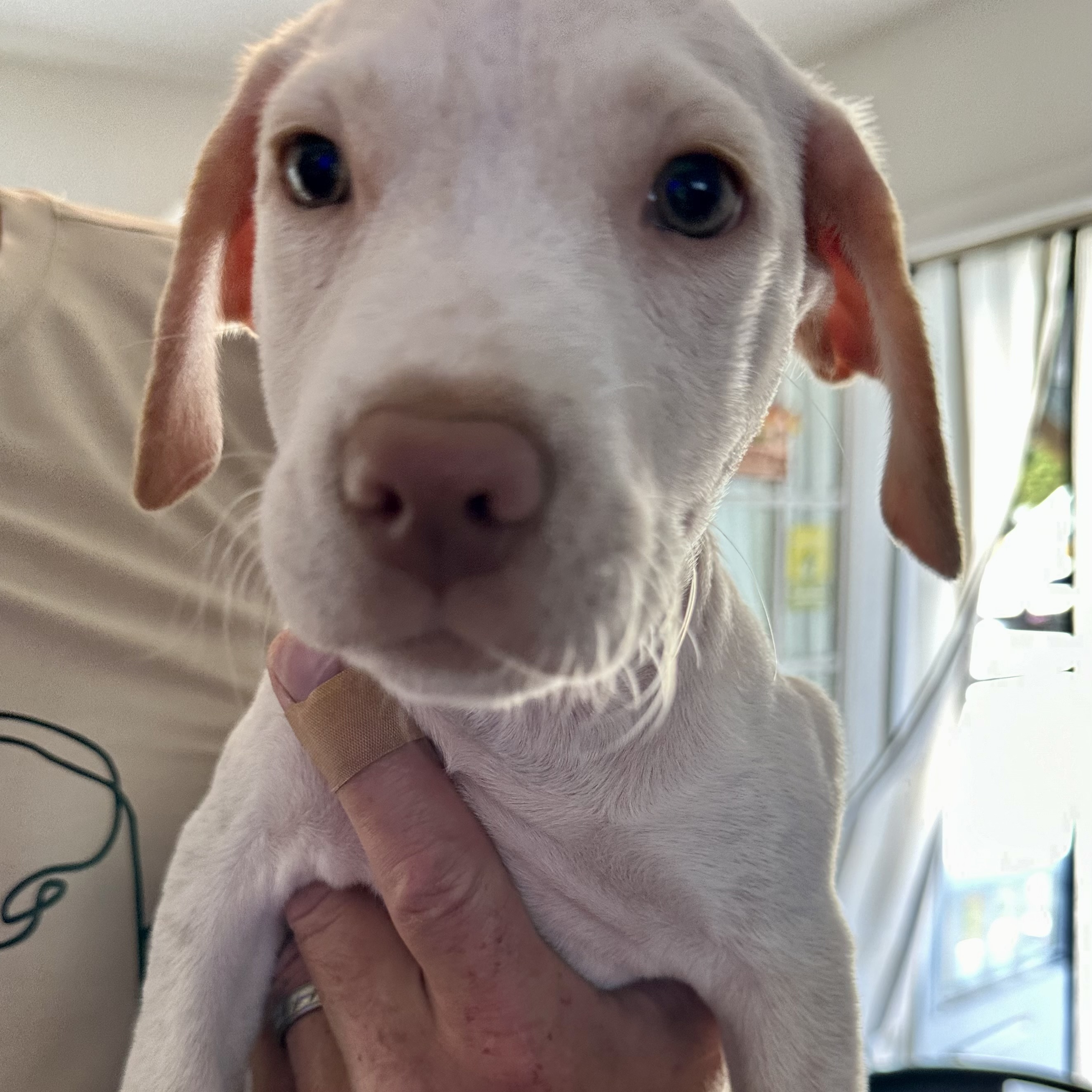 Hope, a Adopted mixed breed in Copiague, NY image 2/6