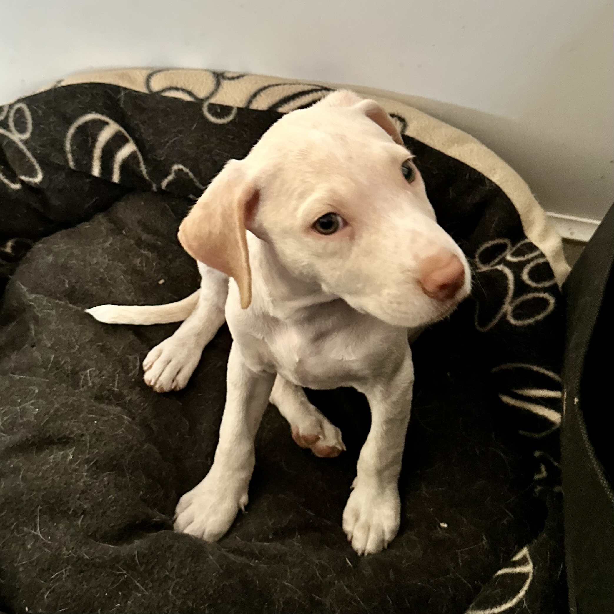 Hope, a Adopted mixed breed in Copiague, NY image 3/6