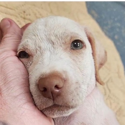 Hope, a Adopted mixed breed in Copiague, NY image 4/6