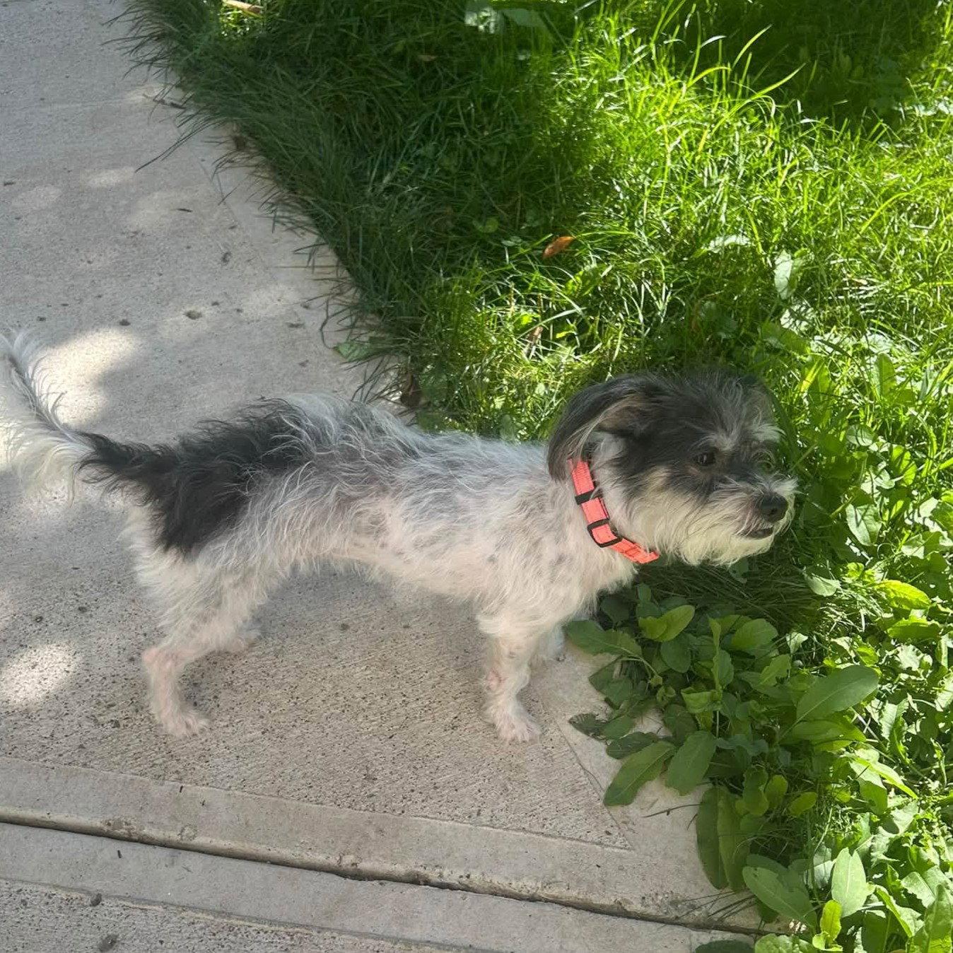 Enlarge Leda, a Adoptable Yorkshire Terrier in Rochester, NY image 1/3