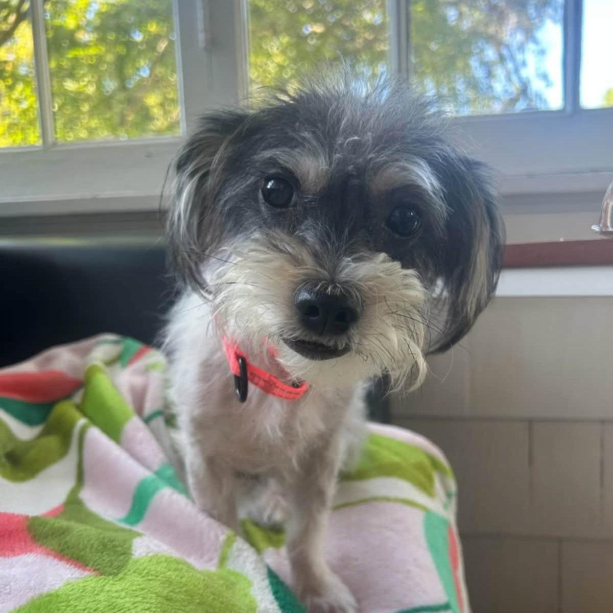 Enlarge Leda, a Adoptable Yorkshire Terrier in Rochester, NY image 2/3