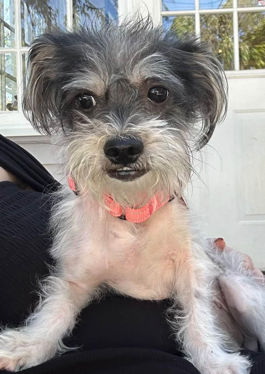 Enlarge Leda, a Adoptable Yorkshire Terrier in Rochester, NY image 3/3
