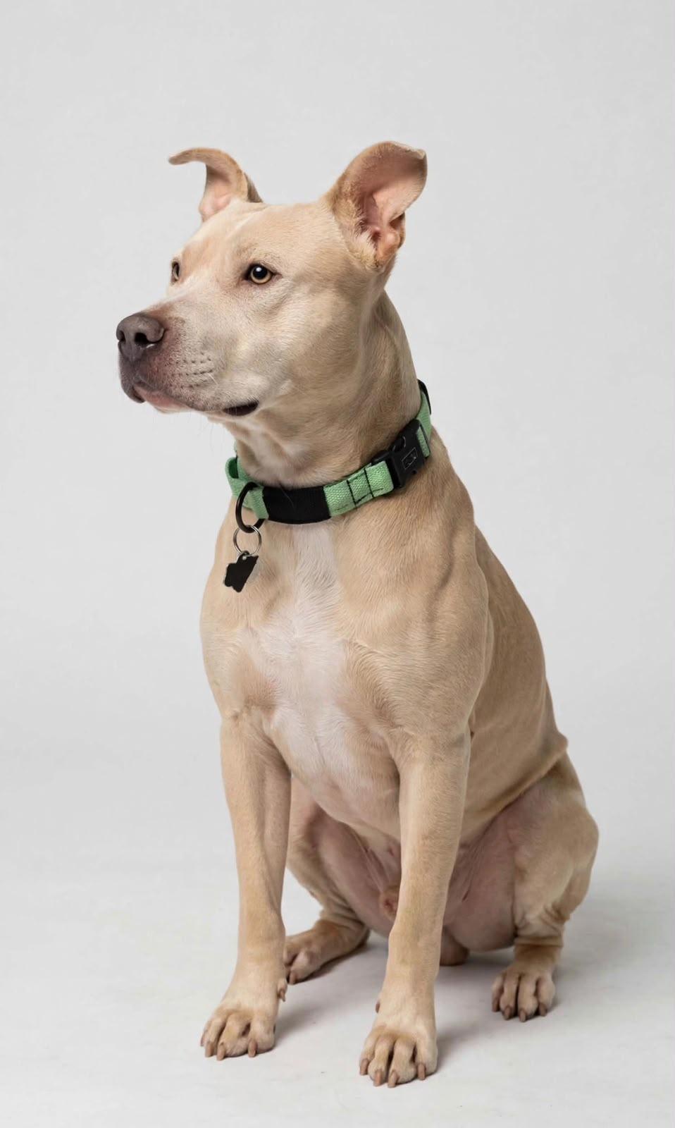 Enlarge Lorenzo, a Adoptable mixed breed in Oaklyn, NJ , NJ image 6/6