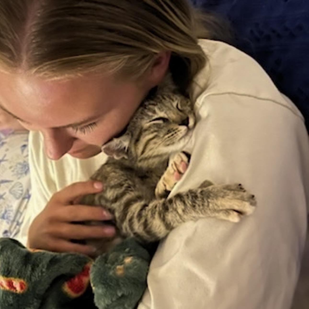 Enlarge Keke, an adopted Domestic Short Hair in Honolulu, HI image 6/6