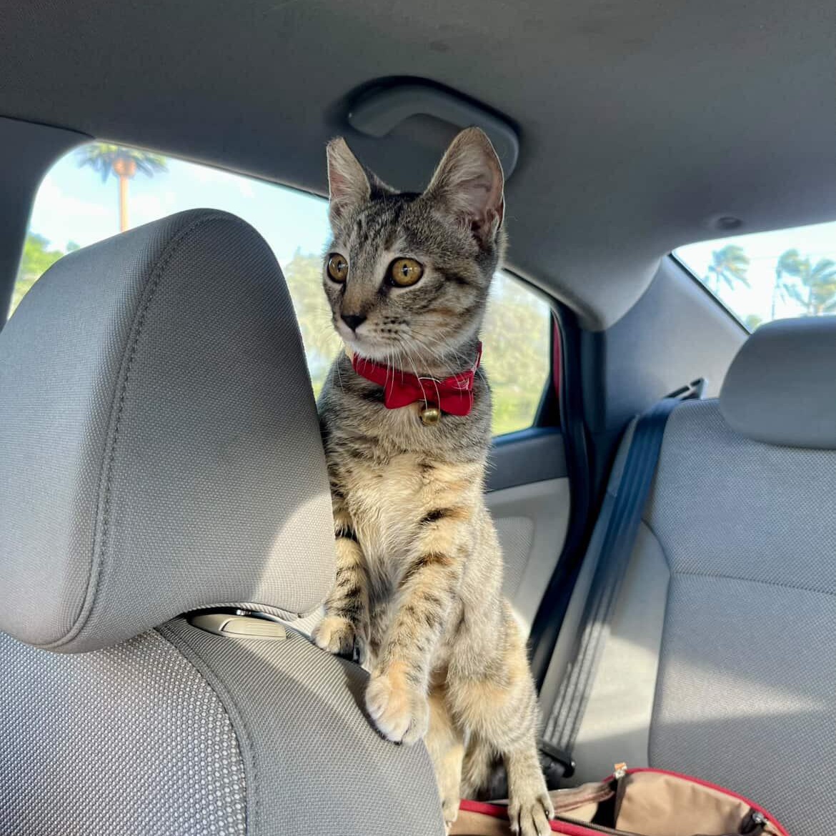 Enlarge Keke, an adopted Domestic Short Hair in Honolulu, HI image 4/6