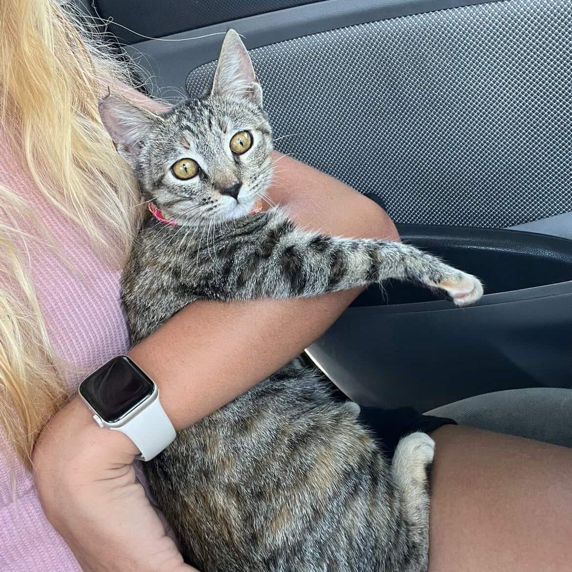 Enlarge Keke, an adopted Domestic Short Hair in Honolulu, HI image 3/6