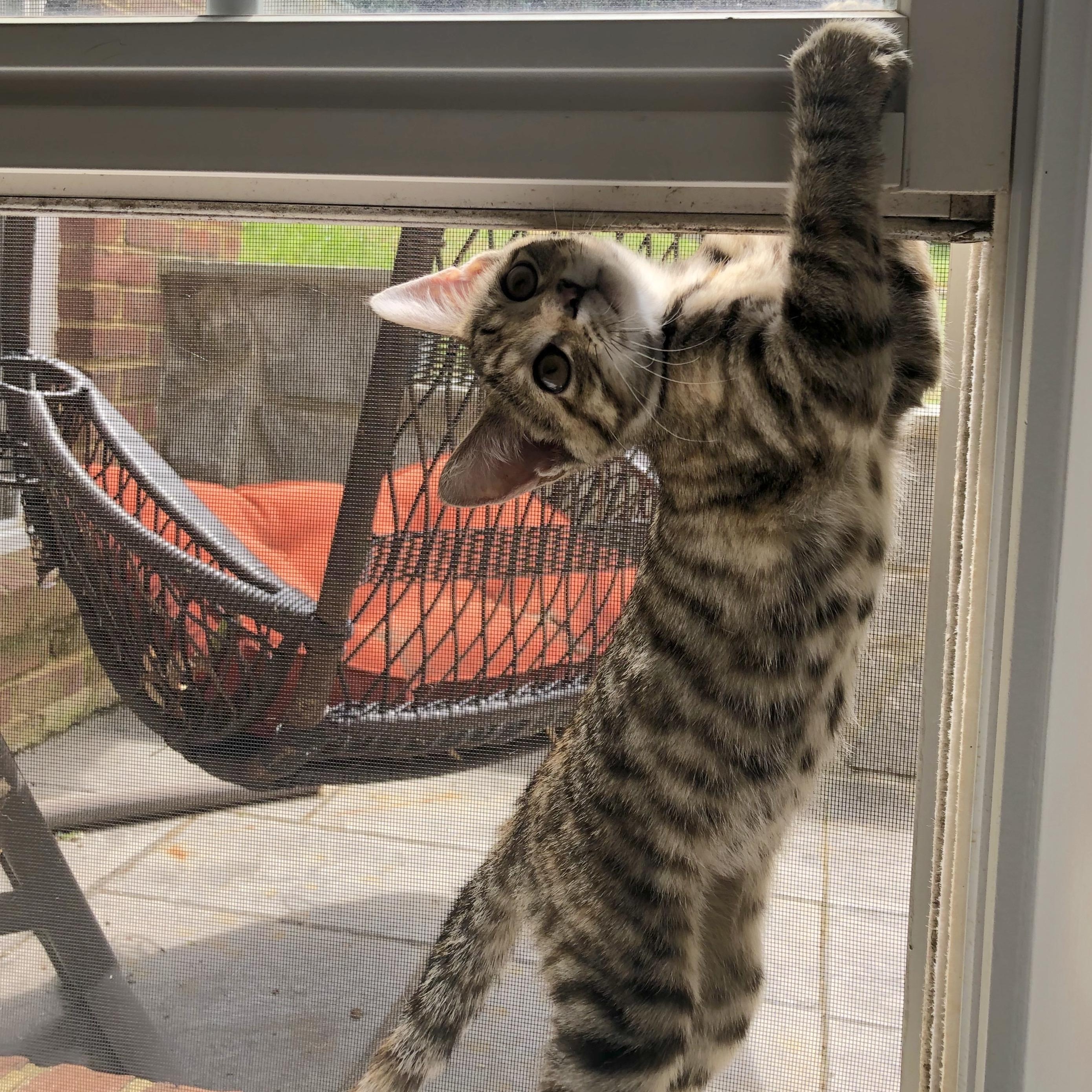 Enlarge Keke, an adopted Domestic Short Hair in Honolulu, HI image 5/6