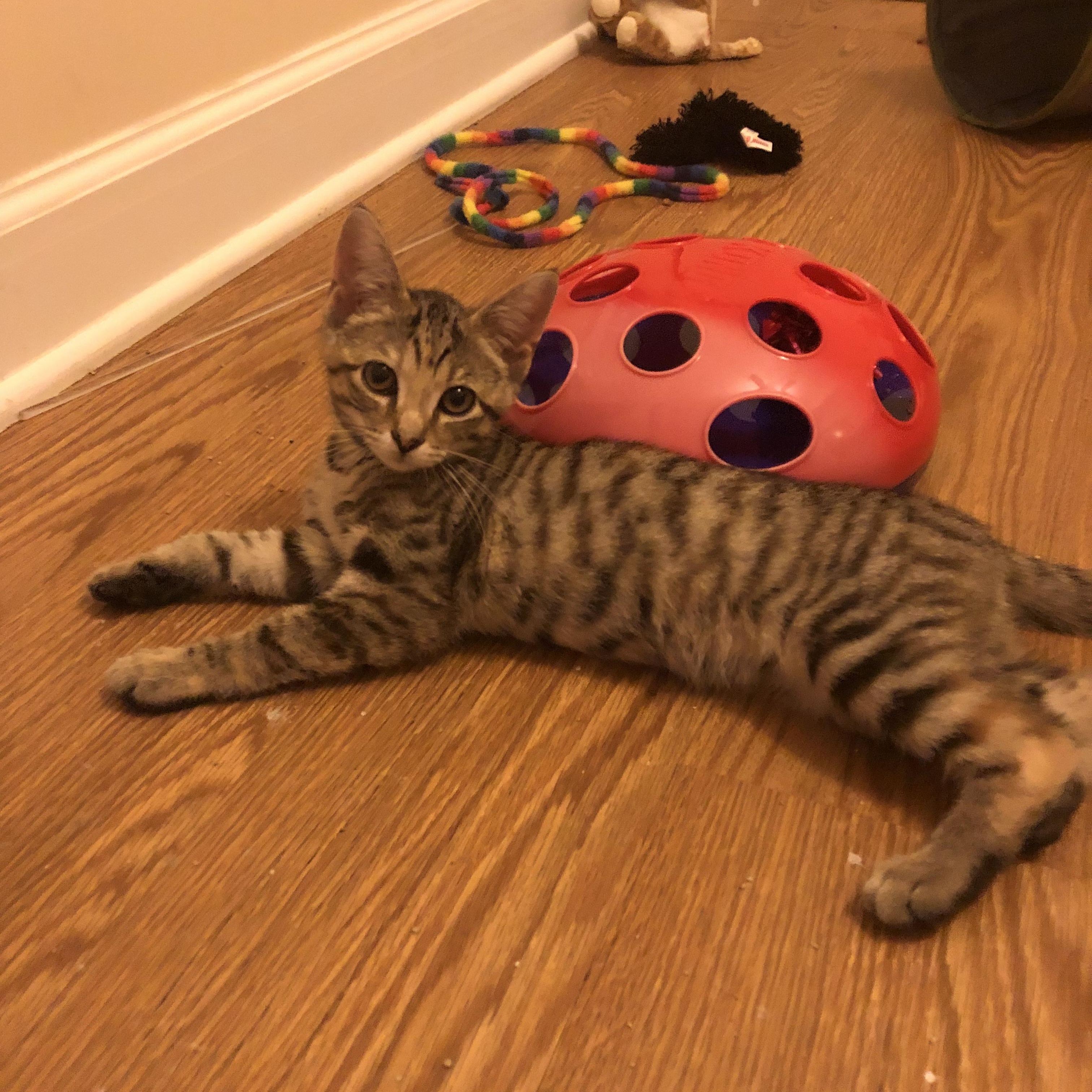 Enlarge Keke, an adopted Domestic Short Hair in Honolulu, HI image 2/6