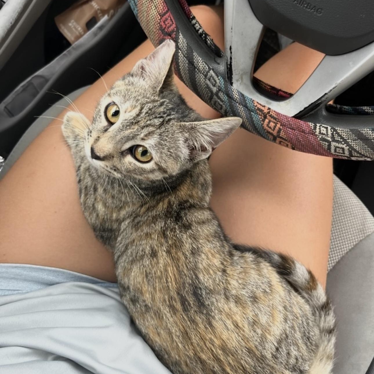 Enlarge Keke, an adopted Domestic Short Hair in Honolulu, HI image 1/6