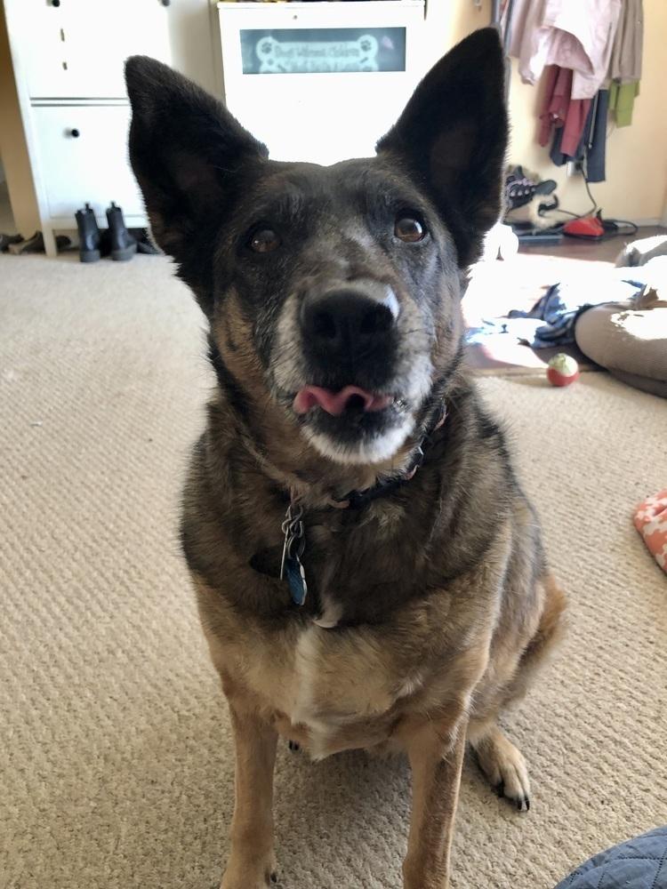 Meeka, Adoptable, Adult Female German Shepherd Dog.