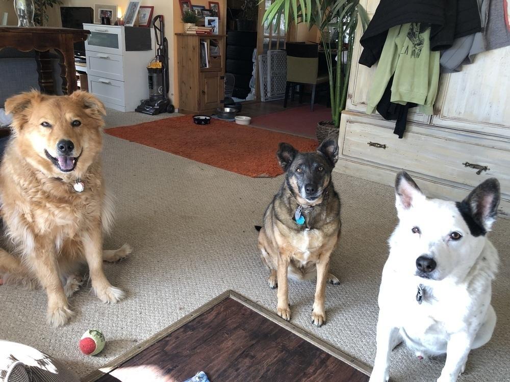 Meeka, a Adoptable mixed breed in Littleton, CO image 2/6