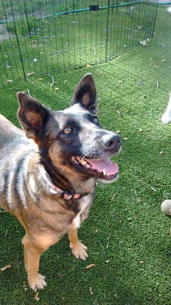 Meeka, a Adoptable mixed breed in Littleton, CO image 3/6