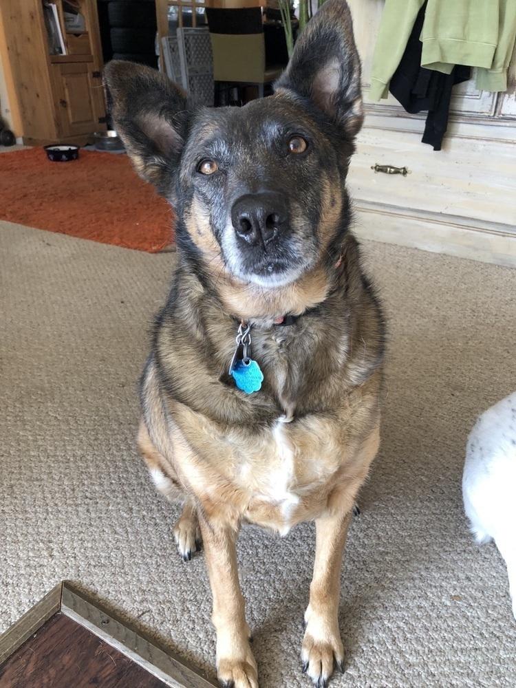 Meeka, a Adoptable mixed breed in Littleton, CO image 6/6