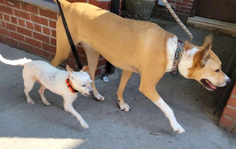 Jerry, a ADOPTABLE mixed breed in Brooklyn, NY image 3/6