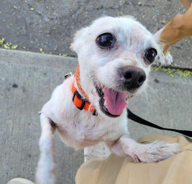 Jerry, a ADOPTABLE mixed breed in Brooklyn, NY image 6/6