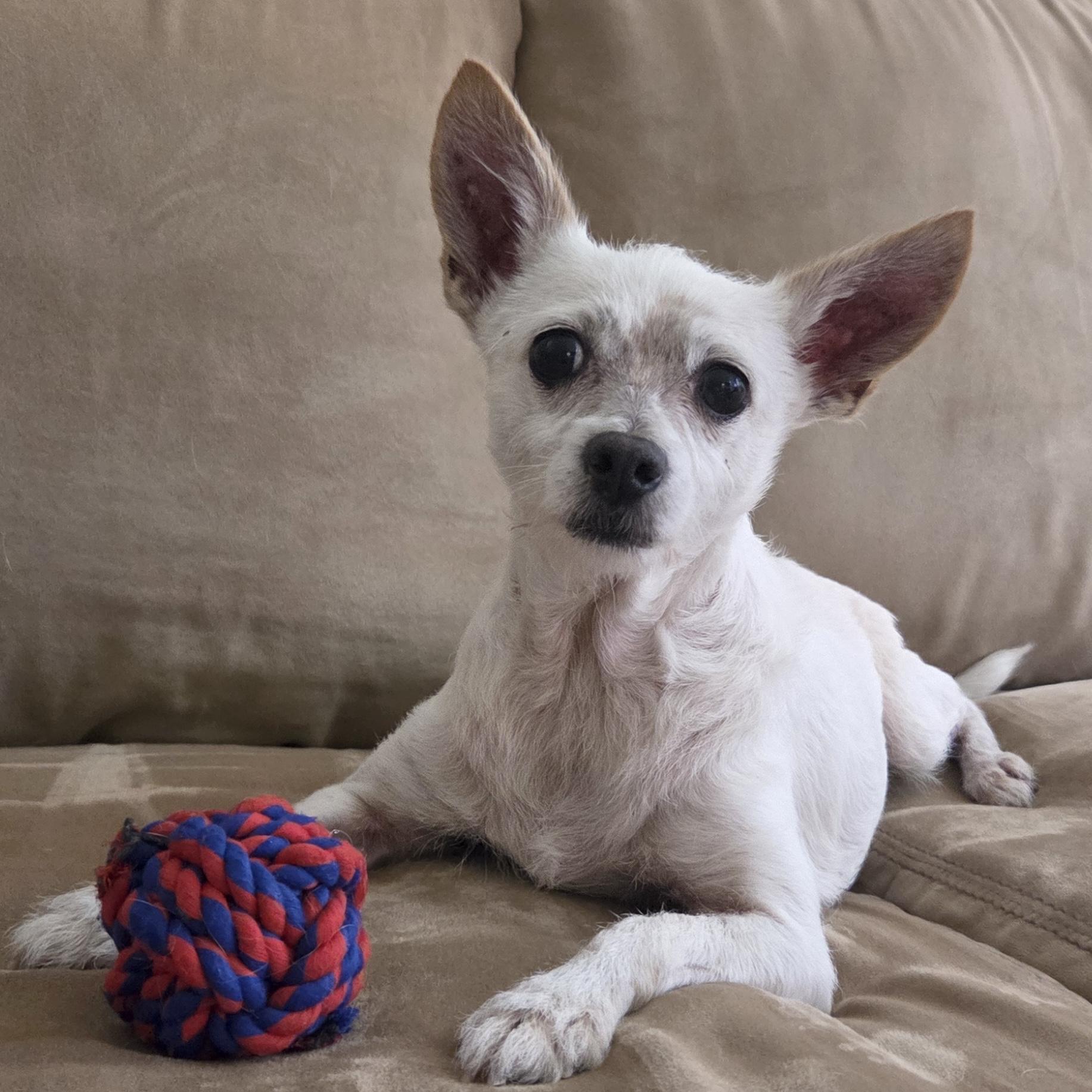 Jerry, ADOPTABLE, Senior Male Terrier & Chihuahua.