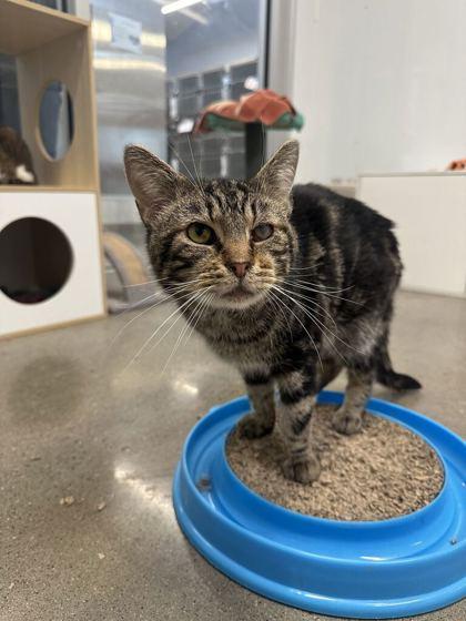 Enlarge Jigsaw (T11), a Adoptable mixed breed in Lafayette, IN image 2/2