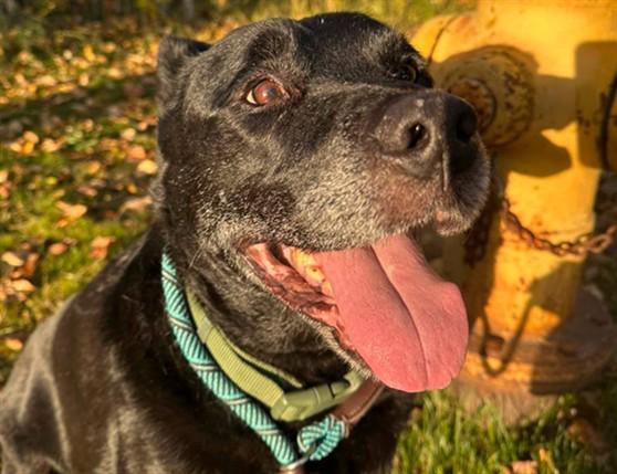 LUCKY, Adoptable, Senior Male Labrador Retriever & Mixed Breed.